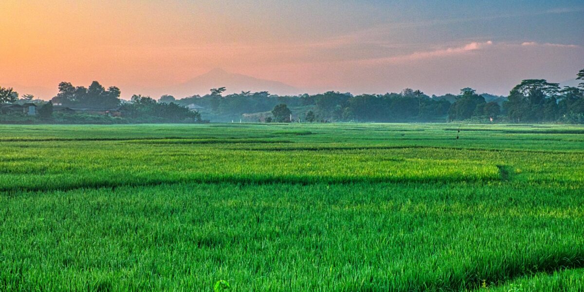 10 Kanal land for sale, Ideal for Investment Al-Kabir Town