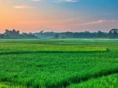 10 Kanal land for sale, Ideal for Investment Al-Kabir Town